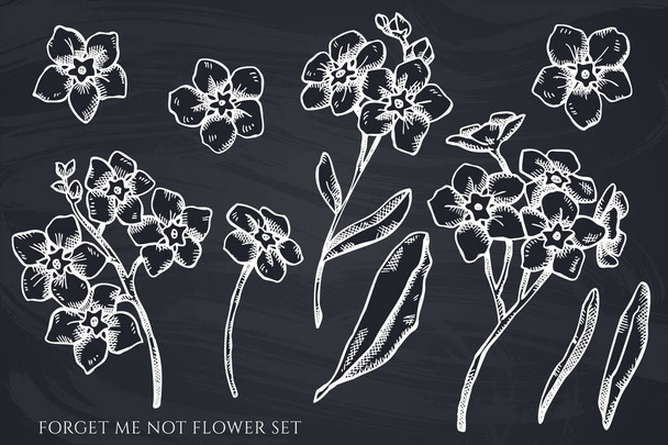 Vector set of hand drawn chalk forget me not flower - Vector, afbeelding