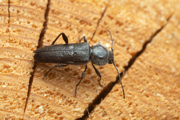 Female old house borer, Hylotrupes bajulus laying eggs in pine wood, this woodboring beetle can be a pest in old houses - Photo, Image