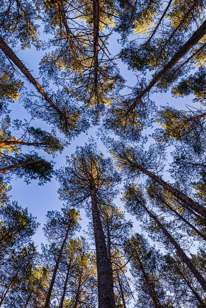 Troncos de pinheiros contra o céu azul, iluminados pela luz solar na primavera. - Foto, Imagem