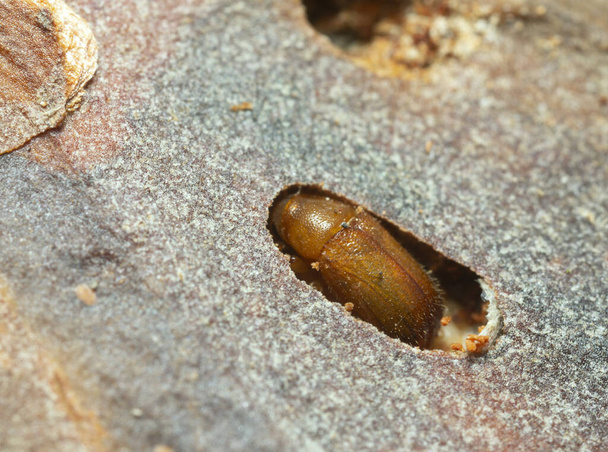 Barkbeetle in pupal chamber in pine bark - Photo, Image