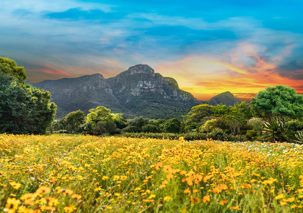 Kirstenbosch National Botanical Garden soumrak v Kapském Městě Jižní Africe - Fotografie, Obrázek