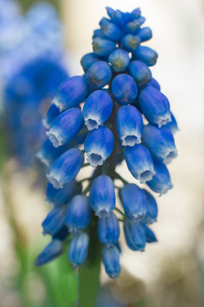 Bella macro fiore blu cercando incredibile
 - Foto, immagini