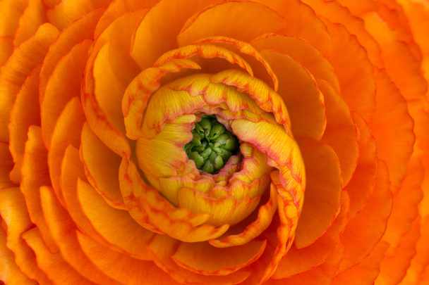 Bella macro fiore d'arancio cercando incredibile
 - Foto, immagini