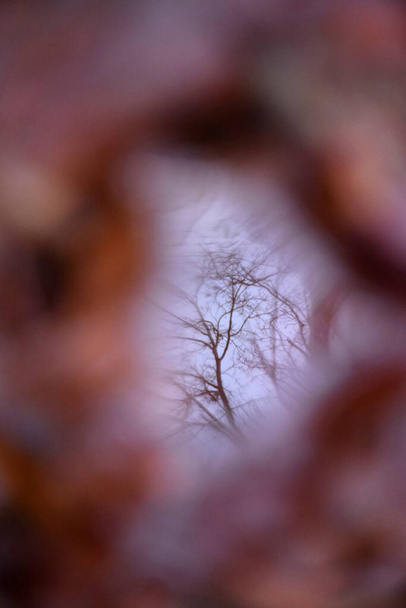 Відображення дерева у воді в осінній лефей
 - Фото, зображення