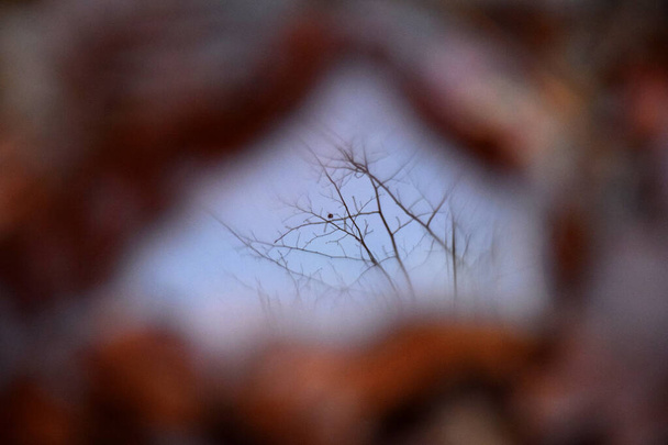 Відображення дерева у воді в осінній лефей
 - Фото, зображення