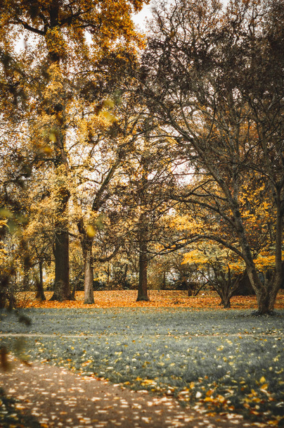 A vertical shot of the beautiful autumnal trees in the park - Foto, immagini