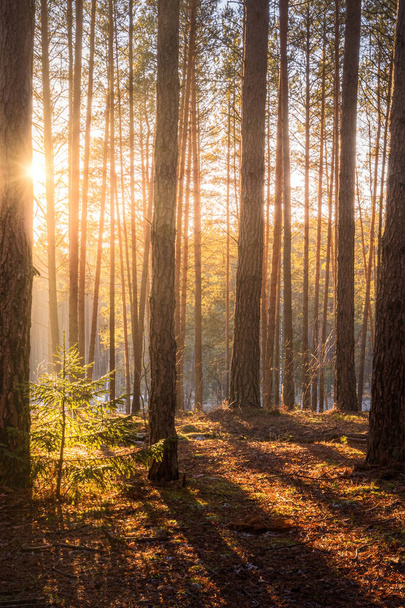 Bahar çam ormanında gün batımı ya da gün doğumu. Çam gövdeleri arasında parlayan güneş ışınları.. - Fotoğraf, Görsel