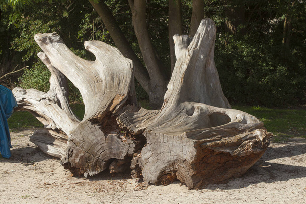 A broken tree trunk on a beach - Фото, зображення