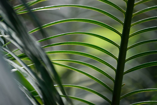 A closeup shot of green tropical leaves - Фото, зображення