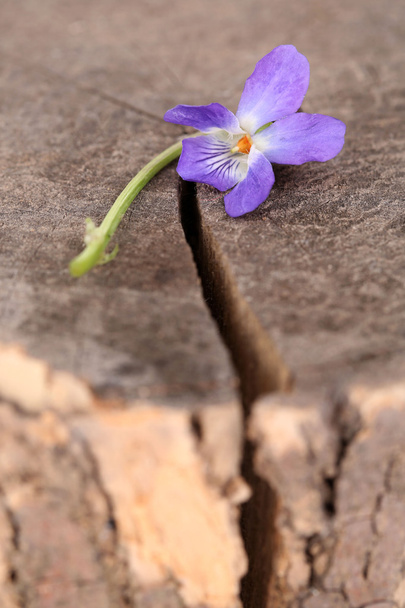 Violet flower on stump, close up - Foto, immagini