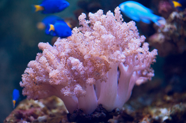 Farbenfrohe Korallen - Foto, Bild