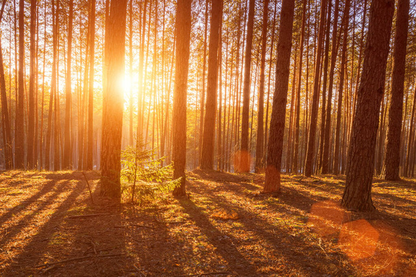 Pôr do sol ou nascer do sol na floresta de pinheiros da primavera. Raios de sol brilhando através da névoa entre troncos de pinho. - Foto, Imagem