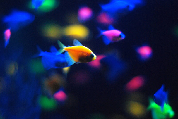 黄色の水族館魚は背景をぼかす - 写真・画像
