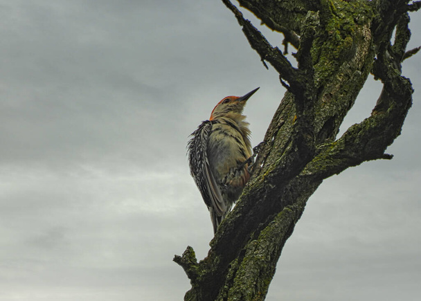 Pájaro carpintero de vientre rojo escala un tronco de árbol desnudo mientras una tormenta rueda con nubes oscuras grises en el fondo en la increíble escena de la vida silvestre de la naturaleza - Foto, imagen