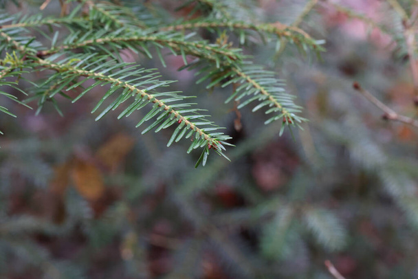 A selective focus shot of a green spruce branch with needles - Fotoğraf, Görsel