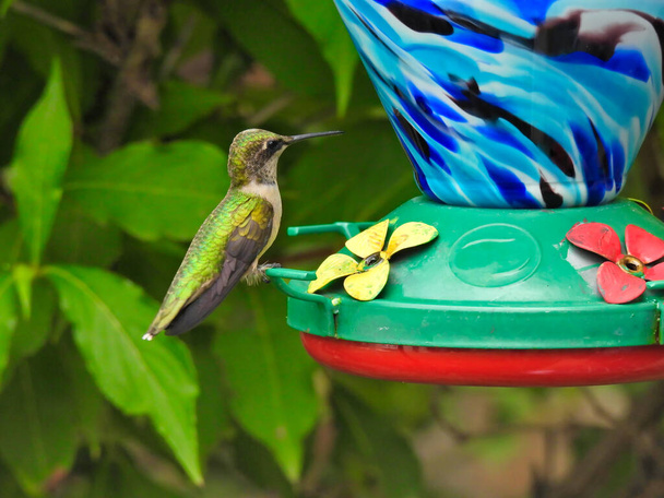 Rubinfarbener Kolibri hockt auf einem Nektarfutterhäuschen Vogelfutterserie Vogel schaut auf und weg mit Zunge beginnend mit grünem Laub im Hintergrund Sommertag - Foto, Bild