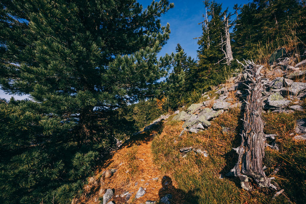 un primer plano de una ladera junto a un árbol - Foto, imagen