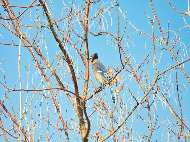Bluejay ptak siedzi na wiśniowym drzewie stoi daleko Pokazuje grzebień głowy w górę i niebieskie pióra w słoneczny letni dzień z jasnym błękitnym niebem - Zdjęcie, obraz