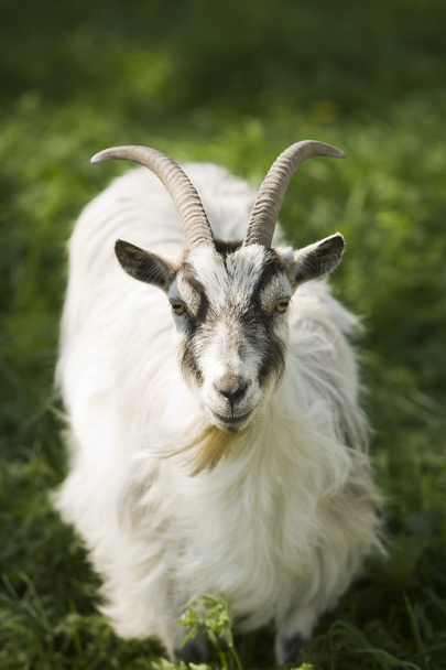 Goat - Photo, Image