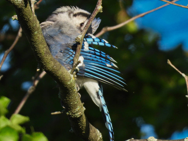Bluejay Bird Cleans Bright Blue Feathers While Perched on a Tree Branch with Blurred Forest and Sky in Background - Photo, image