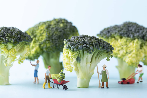 A selective focus closeup of a toy people and broccoli on blue background-concept farmers  working - Φωτογραφία, εικόνα