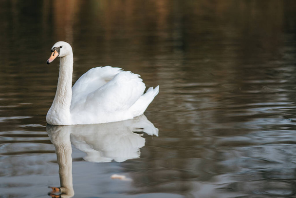 A closeup shot of a swan swimming in the pond reflected in the water - Foto, imagen
