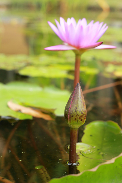 bunt von Lotusblume - rosa und lila - Foto, Bild