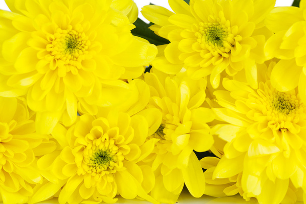 Beautiful chrysanthemum flowers close-up background - Foto, imagen