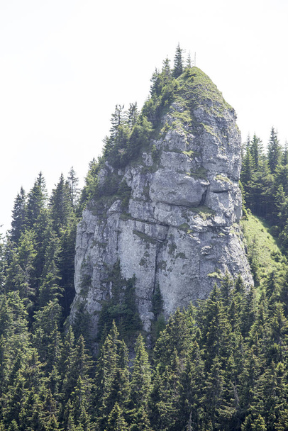 Un primo piano verticale di conifere sulla collina - Foto, immagini