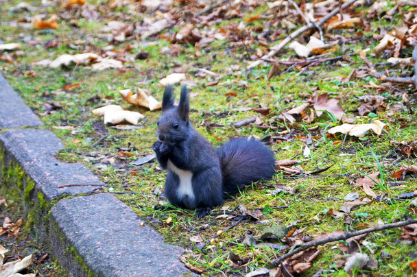 Orava pörröinen kaunis musta turkki istuu puistossa syyspäivänä - Valokuva, kuva