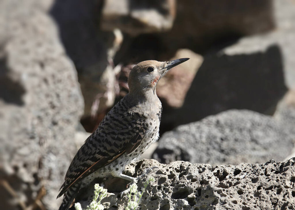 Northern Flicker (Red-shafted, male) (colaptus auratus) with a very faint red moustache - Photo, Image