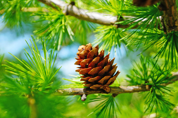 Coniferous tree branch with bright green needles and beautiful pink cones on a summer day - Photo, Image