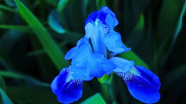 Iris flower with delicate petals of blue, purple, white and yellow flowers with green leaves on a flower bed - Photo, Image