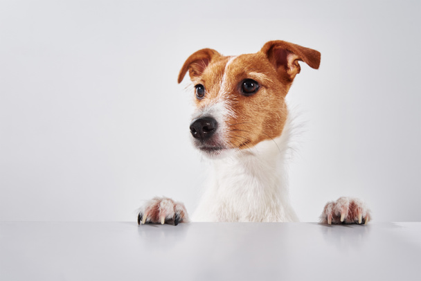 Τζακ Ράσελ τεριέ σκύλος με πατούσες στο τραπέζι. Πορτρέτο του χαριτωμένου σκύλου - Φωτογραφία, εικόνα