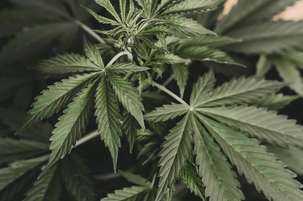 Cannabis leaf legalization medical pot CBD. Weed Decriminalization. Green hemp background. Cannabis and marijuana Cannabidiol. - Photo, Image