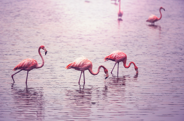 Flamingo - Fotografie, Obrázek