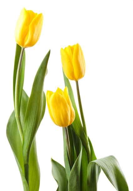 Beautiful tulips isolated on white - Valokuva, kuva