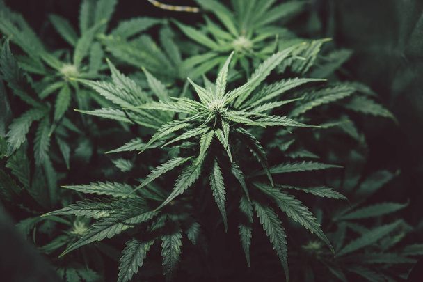 Weed cultivation. Marijuana medicine leaf. Nature pot herb. Cannabis plant . Green background. Hemp cultivation. Grow sativa flowering. - Photo, Image