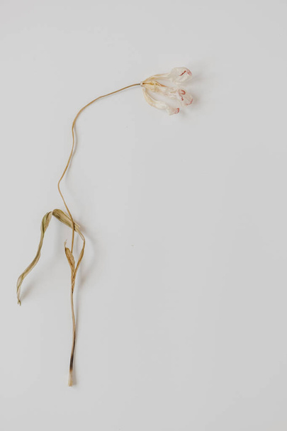 Suchy kwiat tulipana na białym tle. Płaskie ułożenie, widok z góry minimalny neutralne tło kwiatowe. - Zdjęcie, obraz