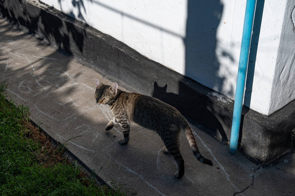 Joven gato tabby caminando por el camino de cemento en el patio trasero y volver a mirar en la cámara - Foto, Imagen