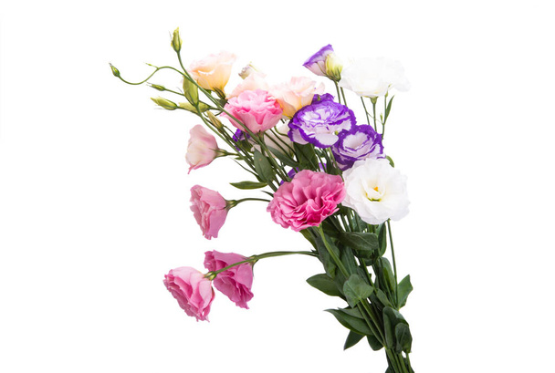 kukat eustoma eristetty valkoisella taustalla - Valokuva, kuva