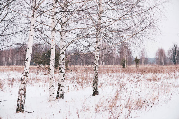 leafless birches in winter evening. Selective focus. Trees with branches. - Photo, Image