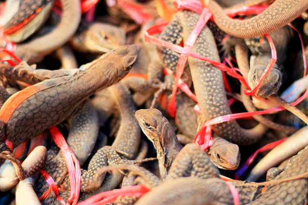 A lot brown lizard thailand  - Photo, Image