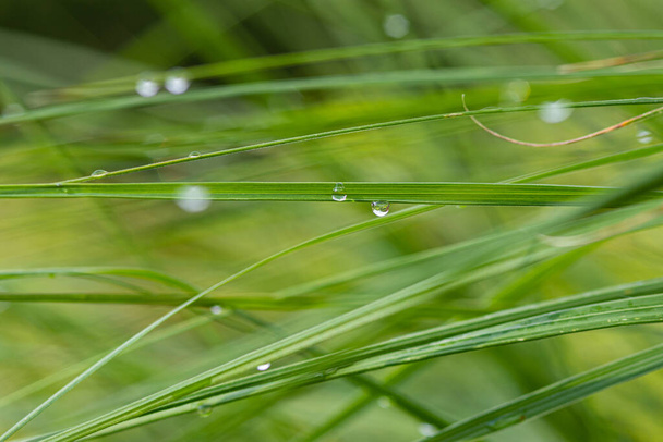 Gras. Verse groene lente gras met dauw druppels close-up. De zon. . Abstract Achtergrond van de natuur - Foto, afbeelding