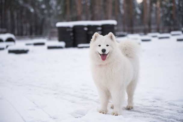 Samoyed weißer Hund ist auf Schnee Hintergrund draußen - Foto, Bild