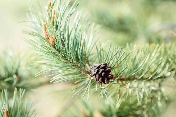 Young pine branches with cones in spring. - Photo, Image