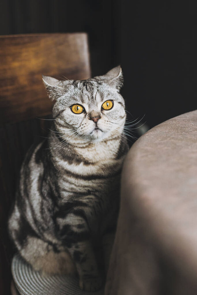 Portrait of a funny cat (Scottish Straight breed),sitting at the table, dark background. Tabby grey cat. - 写真・画像