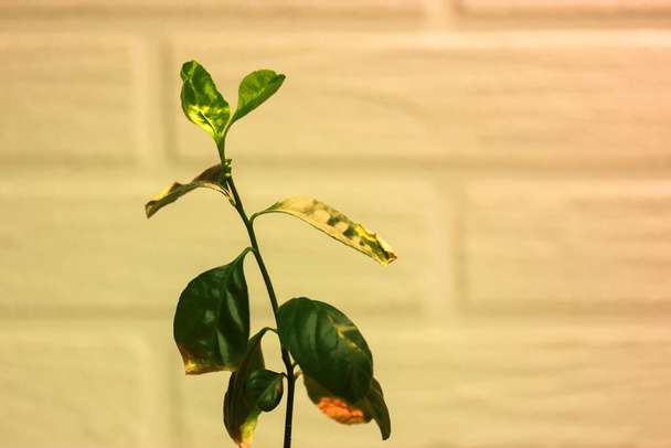 Strona główna Liście cytryny lub pomarańczy z zielonymi liśćmi i cienki pień o ścianę z cegły - Zdjęcie, obraz
