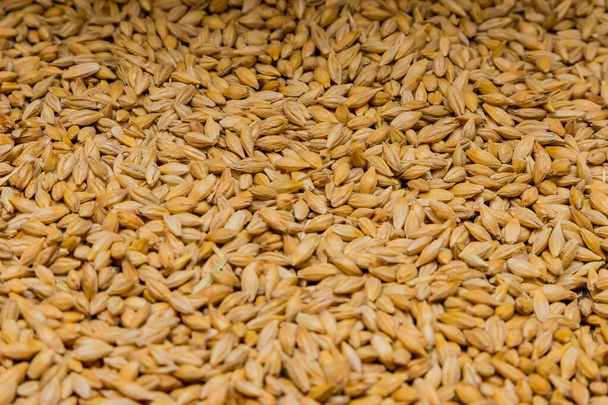 A closeup of dried barley malt background - Foto, Imagem