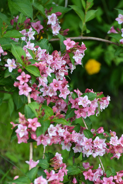 Weigela z białymi i różowymi kwiatami kwitnie w ogrodzie. - Zdjęcie, obraz